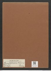 Homoeocladia kotschyi Grun. (de-Toni-Nr.: Genus 48, Species 2191) Zeichnungen Sammlung Grunow Mappe 02404 (Herbarium_W_Grunow_drawings_Folder_02404)